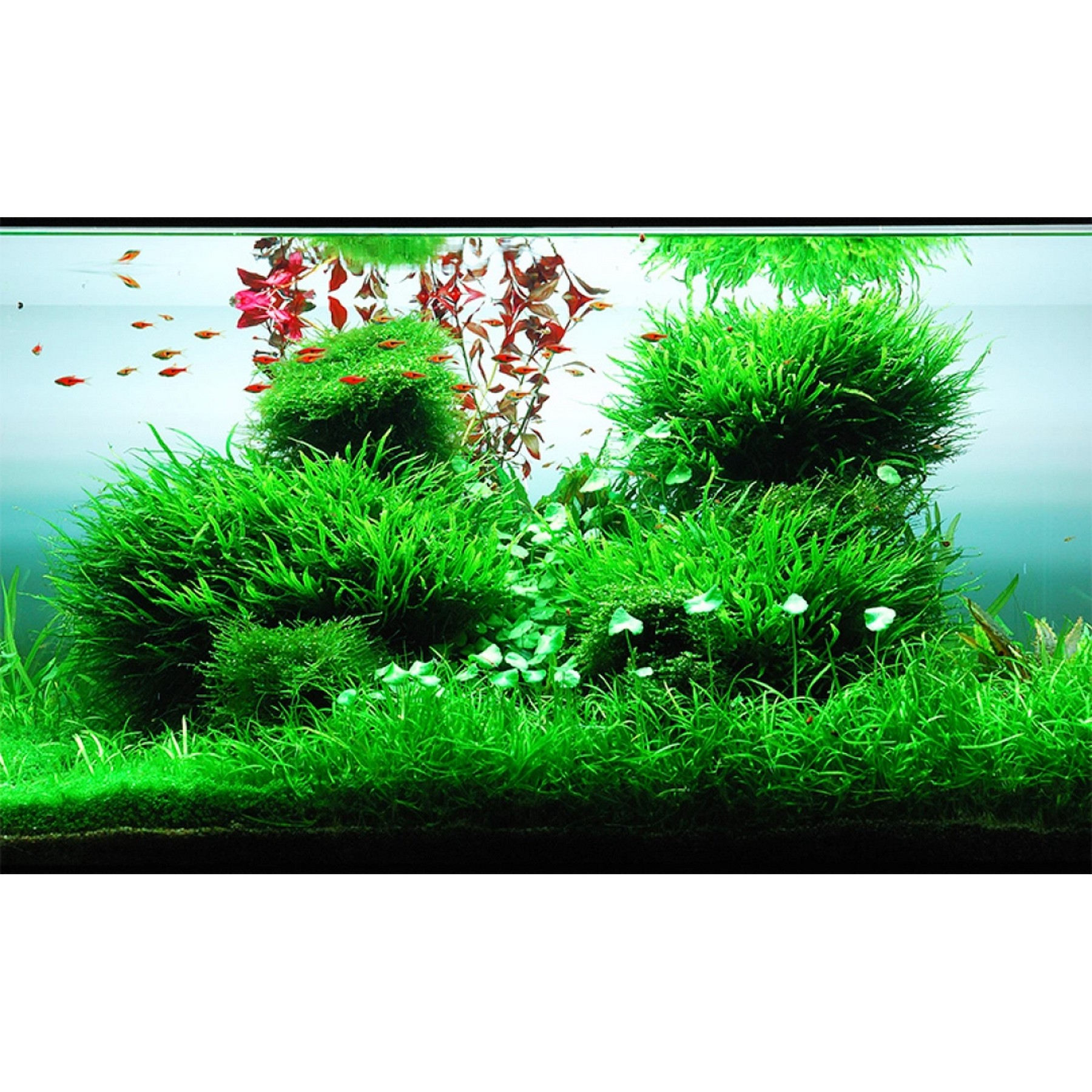 Добриво для акваскейпінгу з високим вмістом NPK та мікроелементів Easy-Life GreenScape 500мл (GS0500)