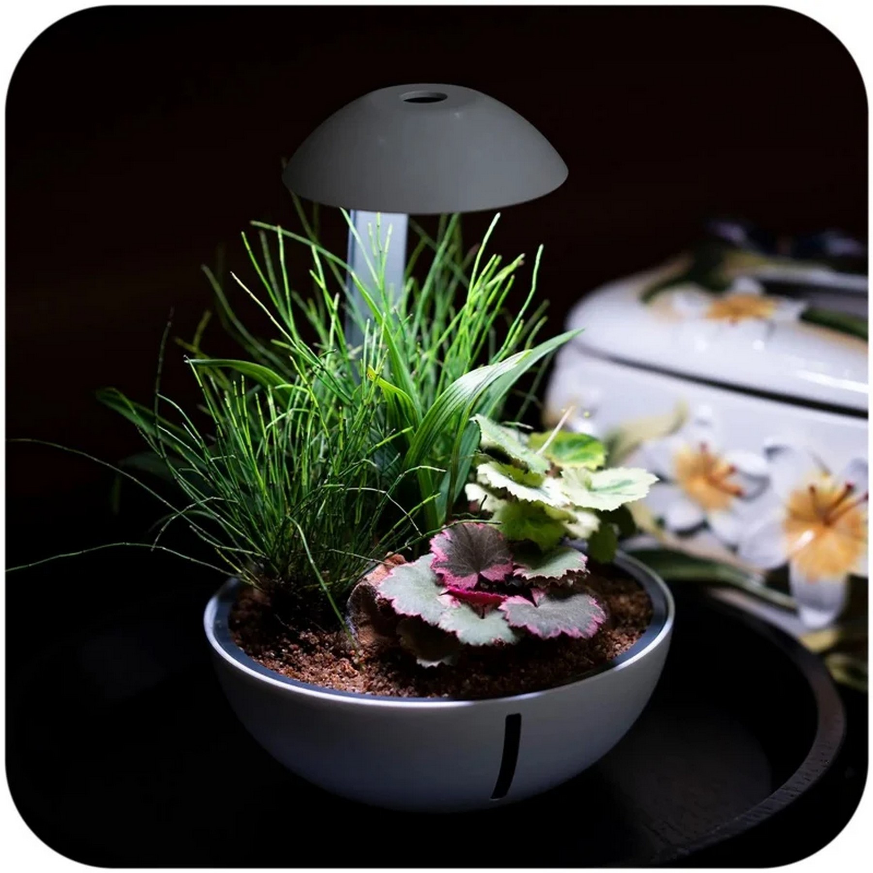 Мінітераріум Chihiros Tiny Terrarium Egg з LED-підсвіткою та керуванням через застосунок