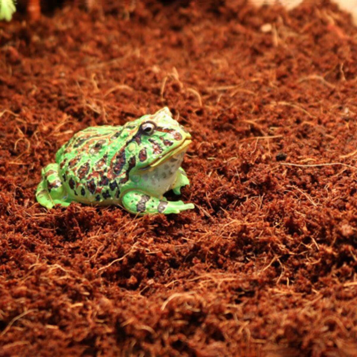 Тропічний субстрат Komodo Tropical Terrain 6 л (U46015) для терраріумів із високою вологістю