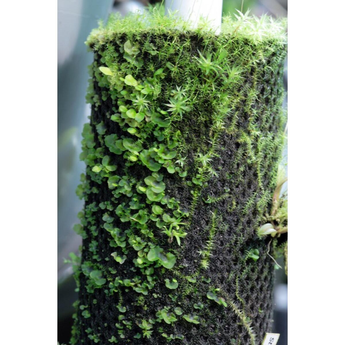 Тропічна бавовна Repti-Zoo Plant Cotton XL 59×44 см (YZM001) для моху і рослин у тераріум