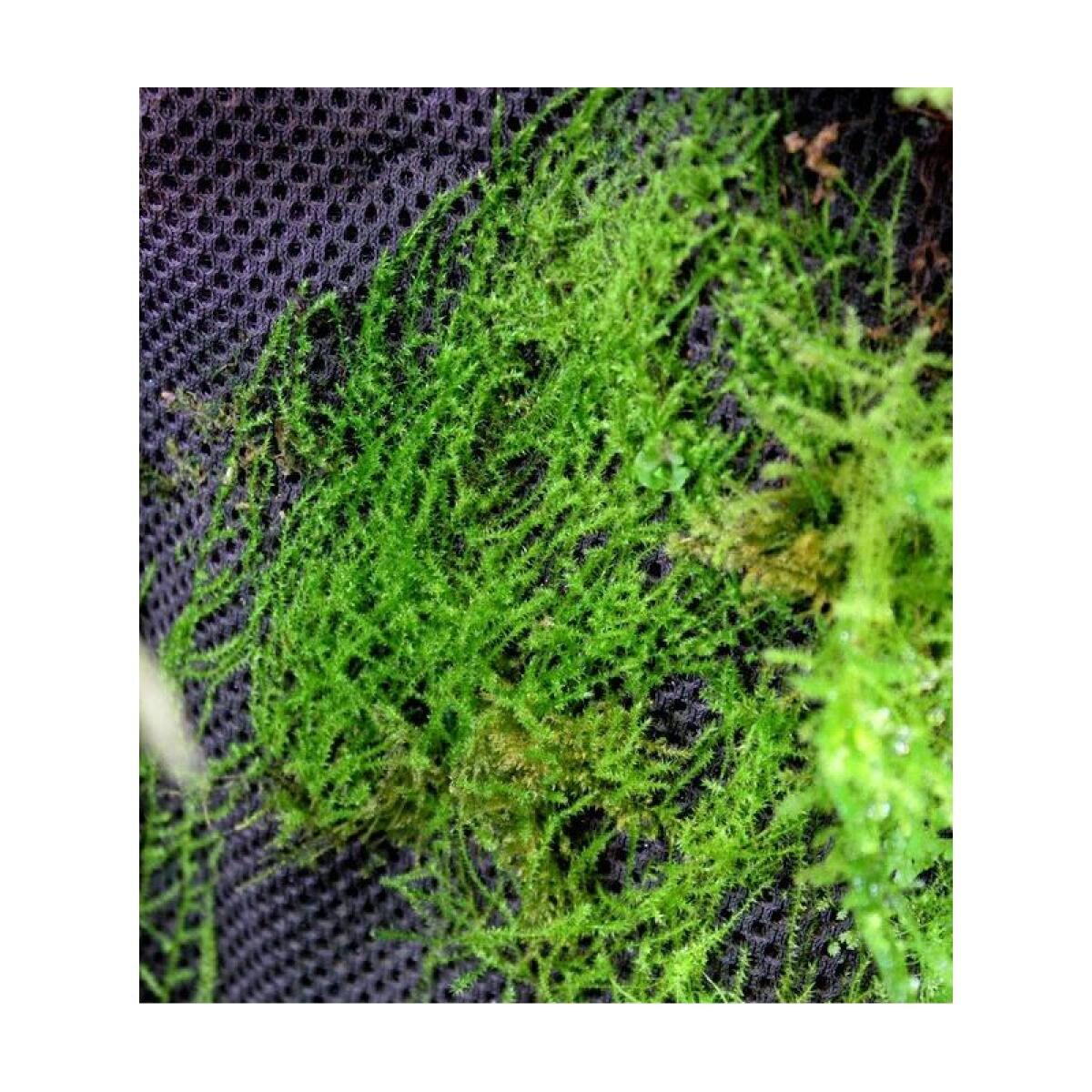 Тропічна бавовна Repti-Zoo Plant Cotton M 29х29см (YZM003) для моху і рослин у тераріум