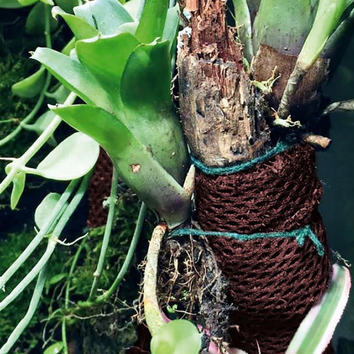 Тропічна бавовна Repti-Zoo Plant Cotton M 29х29см (YZM003) для моху і рослин у тераріум