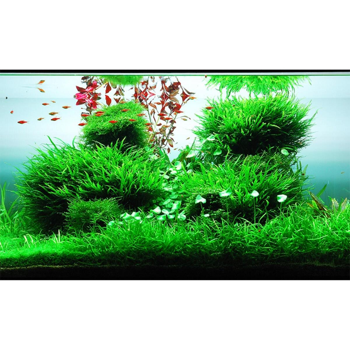 Добриво для акваскейпінгу з високим вмістом NPK та мікроелементів Easy-Life GreenScape 100мл (GS0100)