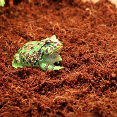 Тропічний субстрат Komodo Tropical Terrain 6 л (U46015) для терраріумів із високою вологістю
