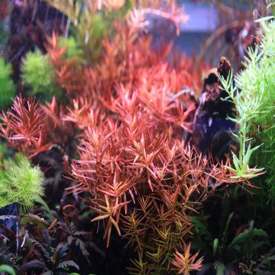 Калий в таблетках Aquario Neo Tabs Plant K