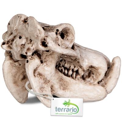 Декорація череп бегемота Terrario Hippo Skull 5x3x3см (533)