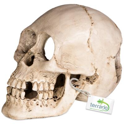 Декорація череп людини Terrario Human Skull XL 15x10x9см (161012)