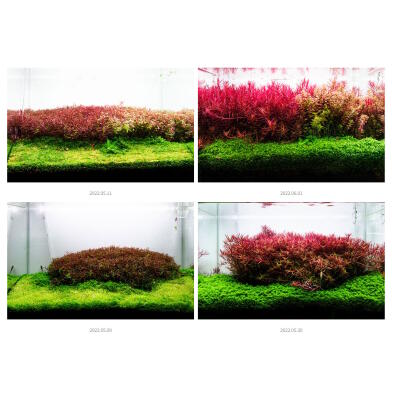 Удобрение Neo Booster Plants FERTI 1 л для аквариумных растений без CO₂ с аминокислотами