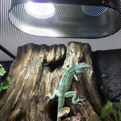Лампа LED Repti-Zoo Desert and Tropical UVB 5.0 UVB 10.0 5W для тераріумів (LEDU04)
